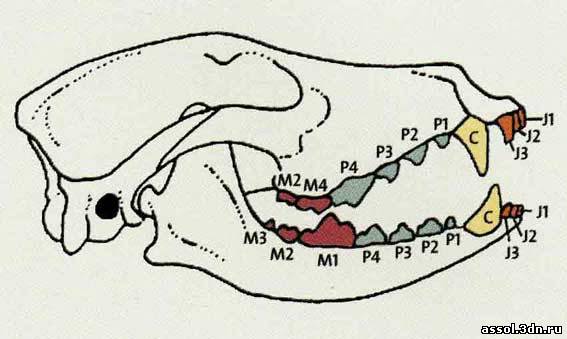 Формула зубов собаки фото